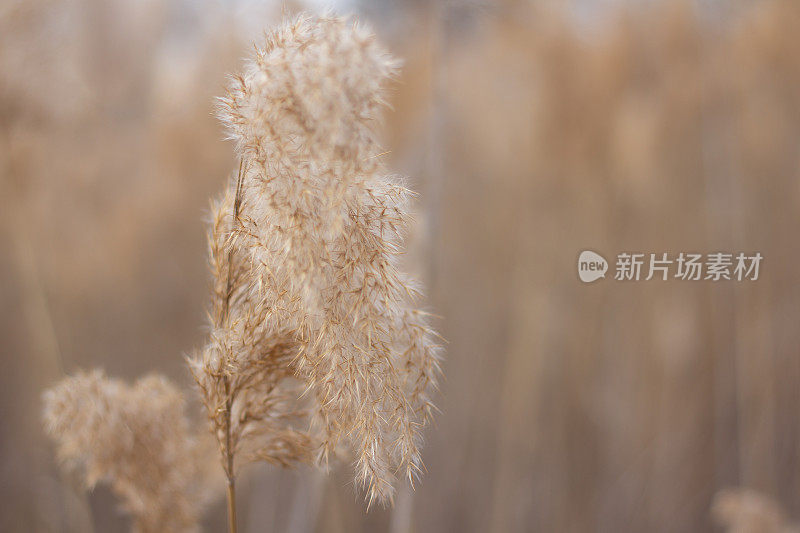 特写潘帕斯草(Cortaderia selloana)，芦苇。金色的芦苇在蓝天的映衬下随风摇摆。抽象的自然背景。美丽的图案在中性的颜色。有选择性的重点